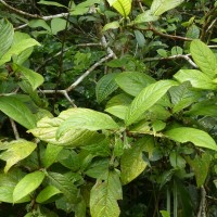 Psychotria dubia var. dubia (Wight) Alston